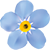 Blumen Vergissmeinnicht